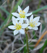 White flowerpng